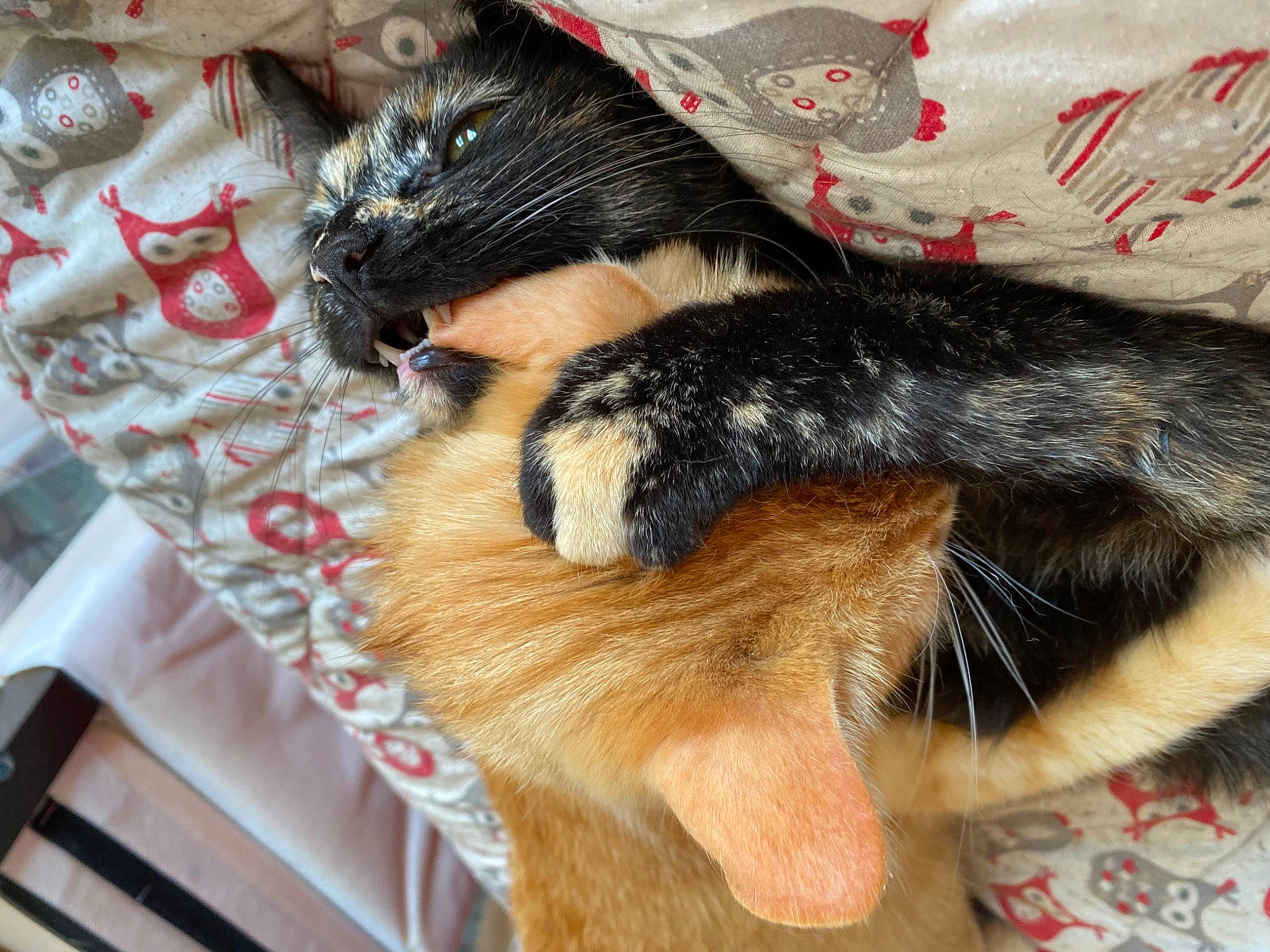 Wendy participe au concours pour gagner de l'argent avec cette photo : carnivore, cat, claw, comfort, companion_dog, dog_breed, ear, fawn, felidae, foot, fur, human_leg, lap, nap, paw, small_to_medium_sized_cats, snout, tail, textile, whiskers