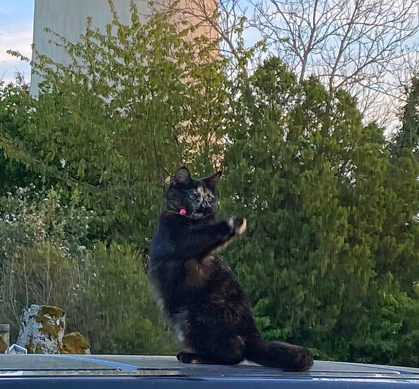 Wendy participe au concours pour gagner de l'argent avec cette photo : american_black_bear, art, asphalt, carnivore, cloud, dog_breed, domestic_short_haired_cat, felidae, fur, grass, leaf, plant, road_surface, sky, small_to_medium_sized_cats, tail, terrestrial_animal, tree, whiskers, wolf