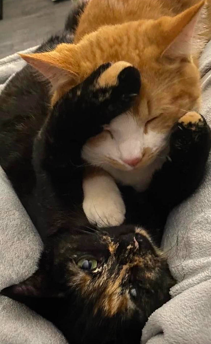 Wendy participe au concours pour gagner de l'argent avec cette photo : cardboard, carnivore, cat, claw, comfort, domestic_short_haired_cat, ear, felidae, fur, lap, love, nap, paw, sleep, small_to_medium_sized_cats, snout, tail, terrestrial_animal, vertebrate, whiskers