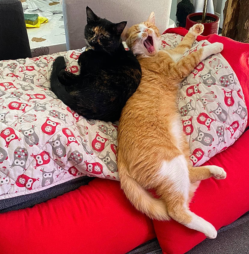 Yoggy participe au concours pour gagner de l'argent avec cette photo : bed, bed_sheet, bedding, bombay, carnivore, cat, comfort, domestic_short_haired_cat, felidae, fur, human_leg, lap, linens, nap, pattern, paw, room, small_to_medium_sized_cats, tail, whiskers