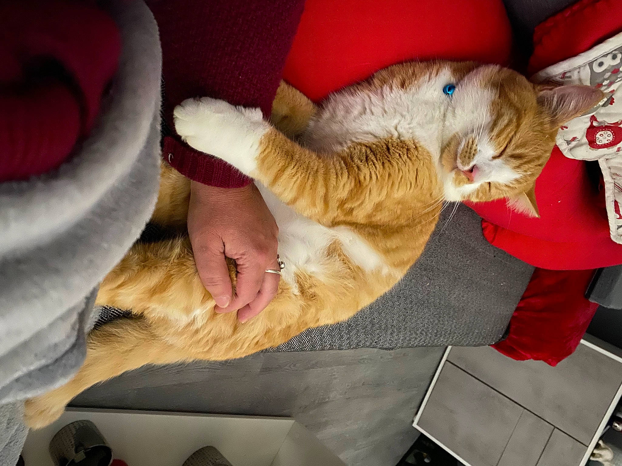 Yoggy participe au concours pour gagner de l'argent avec cette photo : canidae, carnivore, cat, comfort, companion_dog, couch, domestic_short_haired_cat, fawn, felidae, fur, gesture, human_leg, nap, paw, small_to_medium_sized_cats, snout, sporting_group, tail, whiskers, wood