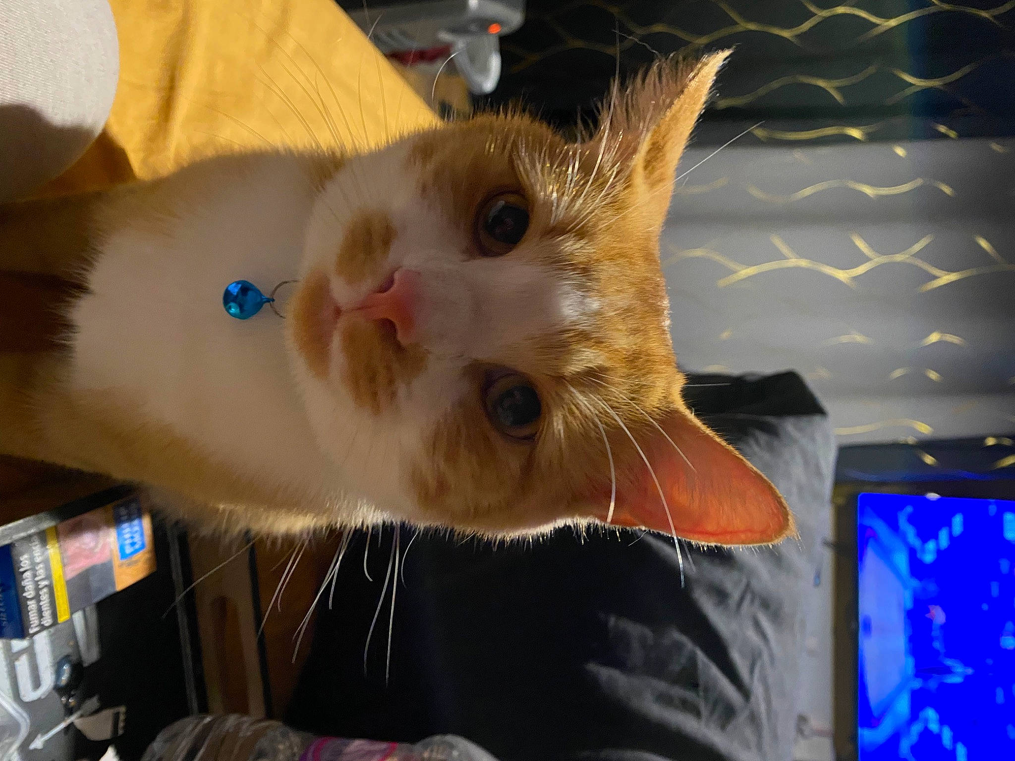 Yoggy participe au concours pour gagner de l'argent avec cette photo : carnivore, cat, display_device, domestic_short_haired_cat, ear, electric_blue, fawn, felidae, fur, iris, paw, small_to_medium_sized_cats, snout, tail, whiskers, window, wood