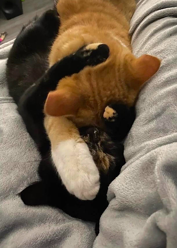 Yoggy participe au concours pour gagner de l'argent avec cette photo : canidae, carnivore, cat, claw, comfort, companion_dog, dog_breed, fawn, felidae, fur, gesture, linens, mammal, nap, paw, small_to_medium_sized_cats, snout, sporting_group, tail, whiskers