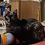 cat, black_cat, pet, animal, indoor, bed, furniture, sock, foot, wooden_cabinet, blanket, cozy, relaxed, domestic, home, curious, fur, eyes, resting, room