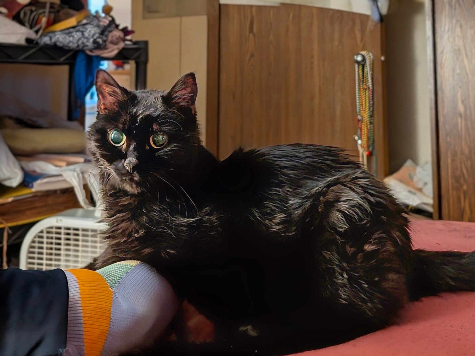 Nijii joined the competition — help win amazing prizes! cat, black_cat, pet, animal, indoor, bed, furniture, sock, foot, wooden_cabinet, blanket, cozy, relaxed, domestic, home, curious, fur, eyes, resting, room