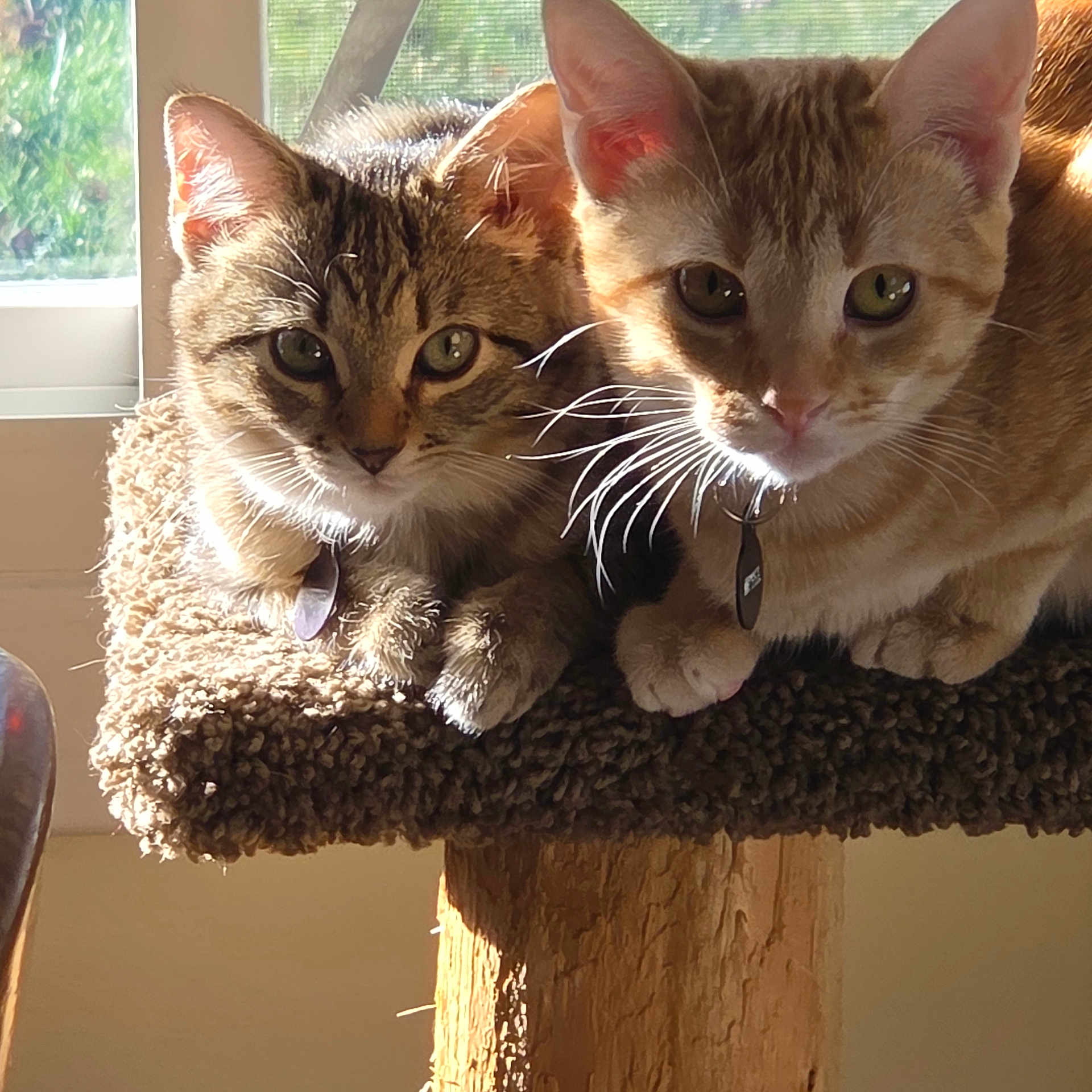 Maggie And Daisy joined the competition — help win amazing prizes! cat, cats, feline, pet, pets, animal, animals, tabby_cat, orange_cat, whiskers, ears, eyes, cat_tree, sunlight, indoor, cozy, fur, collar, curious, resting