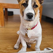 Tao participe au concours pour gagner de l'argent avec cette photo : dog, pet, indoor, wooden_floor, collar, ears, curious, sitting, animal, brown, white, face, canine, domestic, house, furniture, background, floor, closeup, portrait