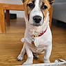 dog, pet, indoor, wooden_floor, collar, ears, curious, sitting, animal, brown, white, face, canine, domestic, house, furniture, background, floor, closeup, portrait
