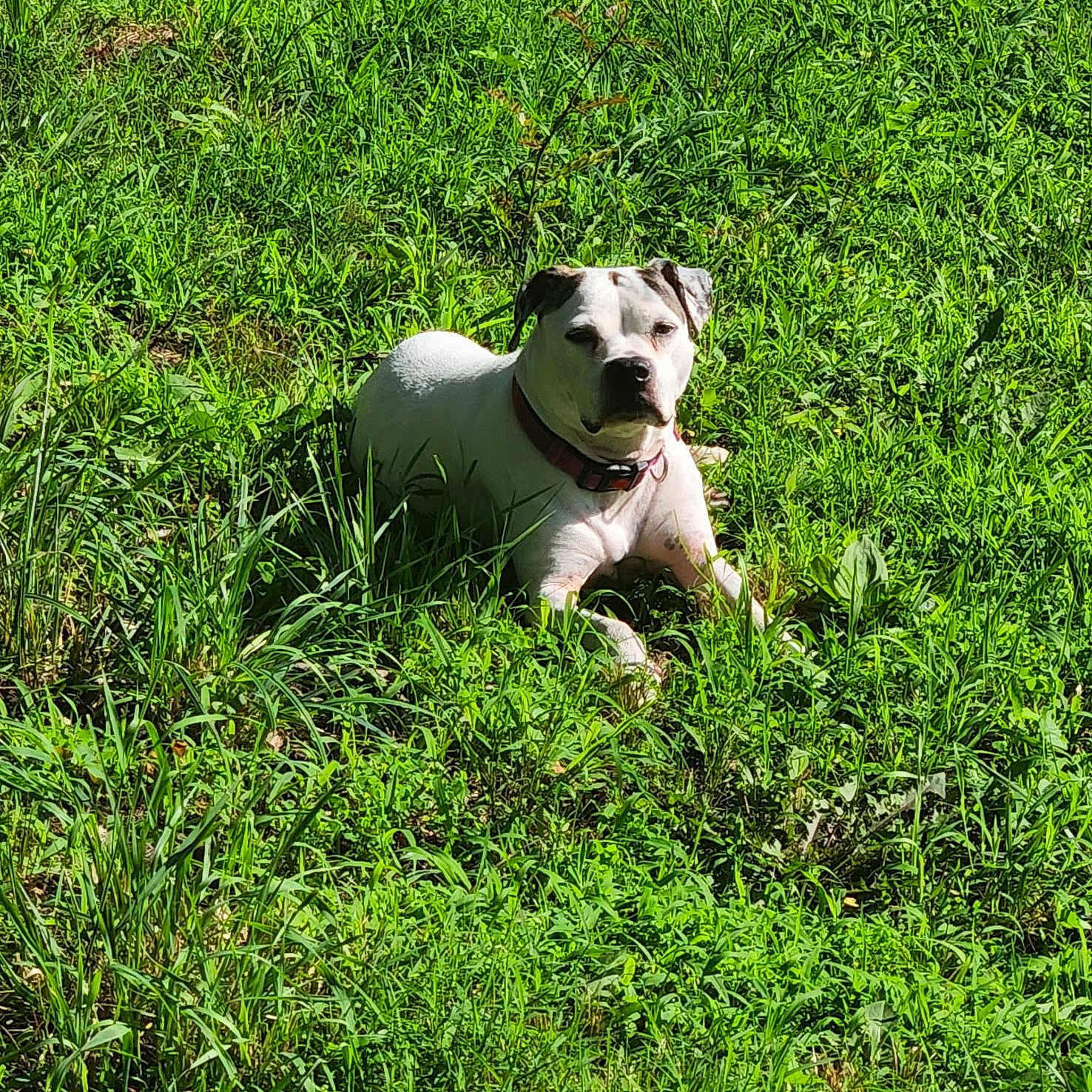 Maya joined the competition — help win amazing prizes! animal, ball, boxer, bulldog, canine, dog, football, grass, green, herbal, herbs, lawn, outdoors, pet, plant, puppy, soccer, soccerball, sport, vegetation