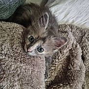 Luna a rejoint le concours — aidez-le/la à gagner de superbes lots ! kitten, cat, pet, animal, furry, cute, blanket, soft, cozy, indoor, resting, fur, ears, whiskers, young, portrait, closeup, comfort, relaxation, sleepy
