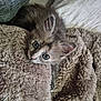 kitten, cat, pet, animal, furry, cute, blanket, soft, cozy, indoor, resting, fur, ears, whiskers, young, portrait, closeup, comfort, relaxation, sleepy