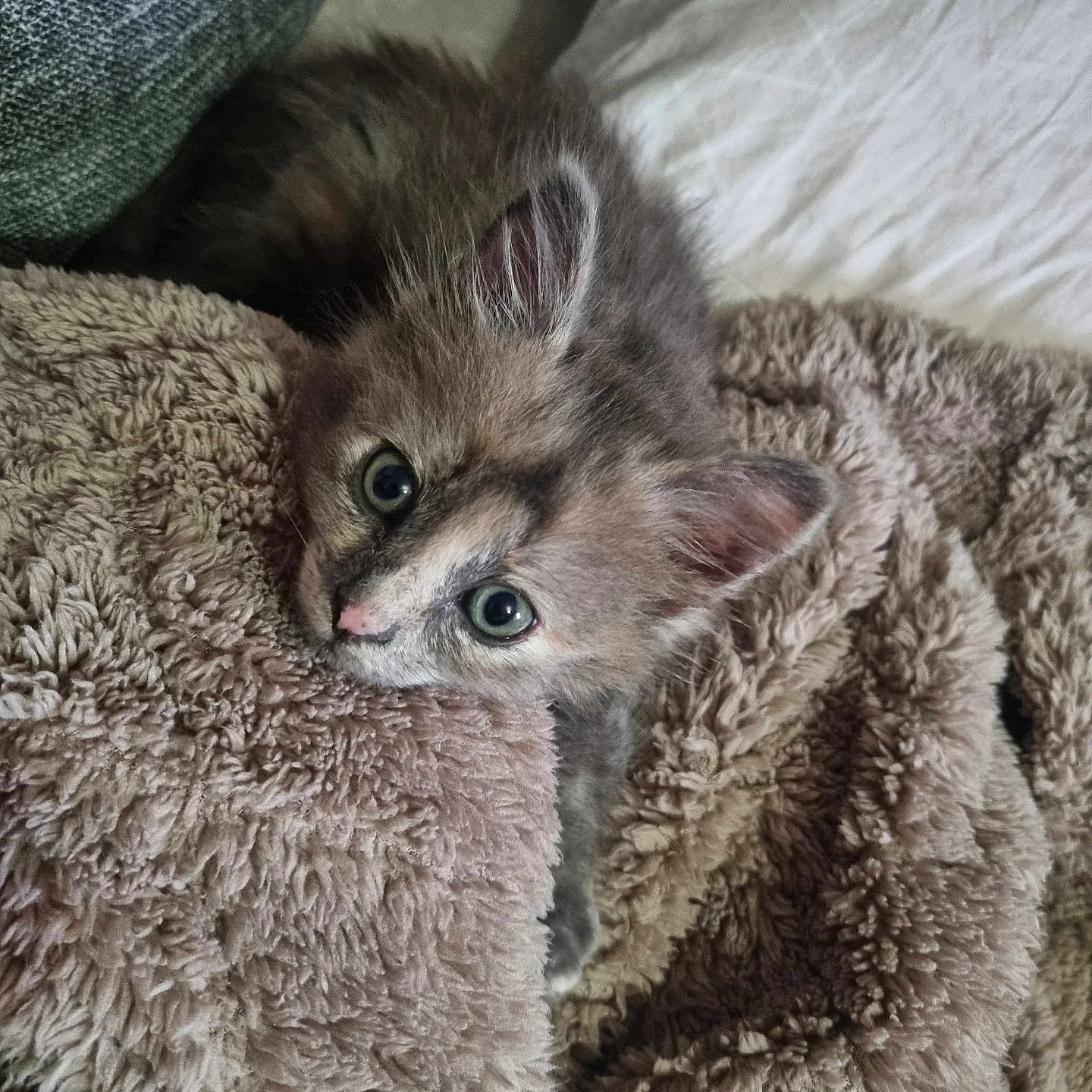 Luna a rejoint le concours — aidez-le/la à gagner de superbes lots ! animal, blanket, cat, closeup, comfort, cozy, cute, ears, fur, furry, indoor, kitten, pet, portrait, relaxation, resting, sleepy, soft, whiskers, young
