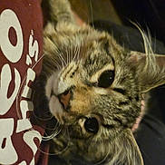 Theo joined the competition — help win amazing prizes! cat, tabby, close_up, whiskers, pet, animal, feline, curious, indoor, person, shirt, maroon, text, snuggling, face, ears, eyes, fur, portrait, cozy