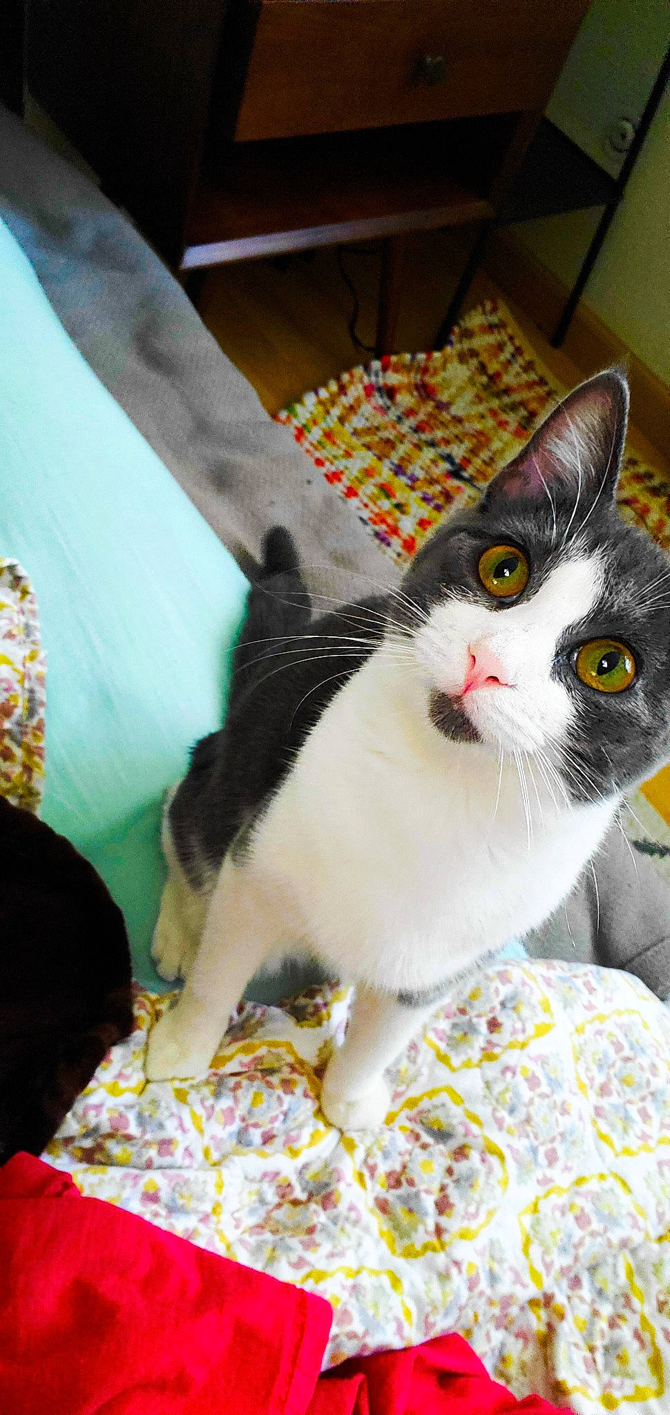 Stella is registered to the contest to win money with this photo: box, carnivore, cat, domestic_short_haired_cat, felidae, fur, linens, pet_supply, small_to_medium_sized_cats, tail, whiskers, yellow