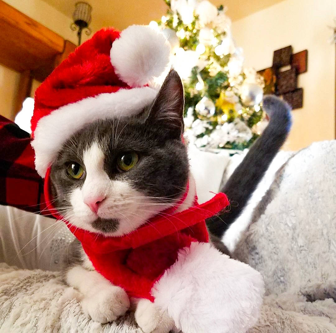 Stella is registered to the contest to win money with this photo: carnivore, cat, christmas, christmas_decoration, christmas_ornament, christmas_tree, costume_hat, event, felidae, fur, hat, holiday, lap, paw, plant, small_to_medium_sized_cats, snout, tail, tree, whiskers