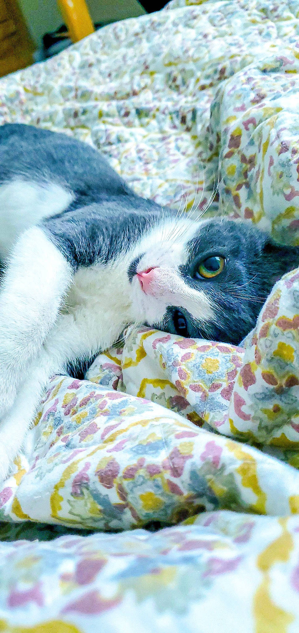 Stella is registered to the contest to win money with this photo: bedding, carnivore, cat, comfort, domestic_short_haired_cat, fawn, felidae, fur, grass, linens, nap, pattern, quilt, small_to_medium_sized_cats, snout, tail, terrestrial_animal, thread, whiskers, wildlife