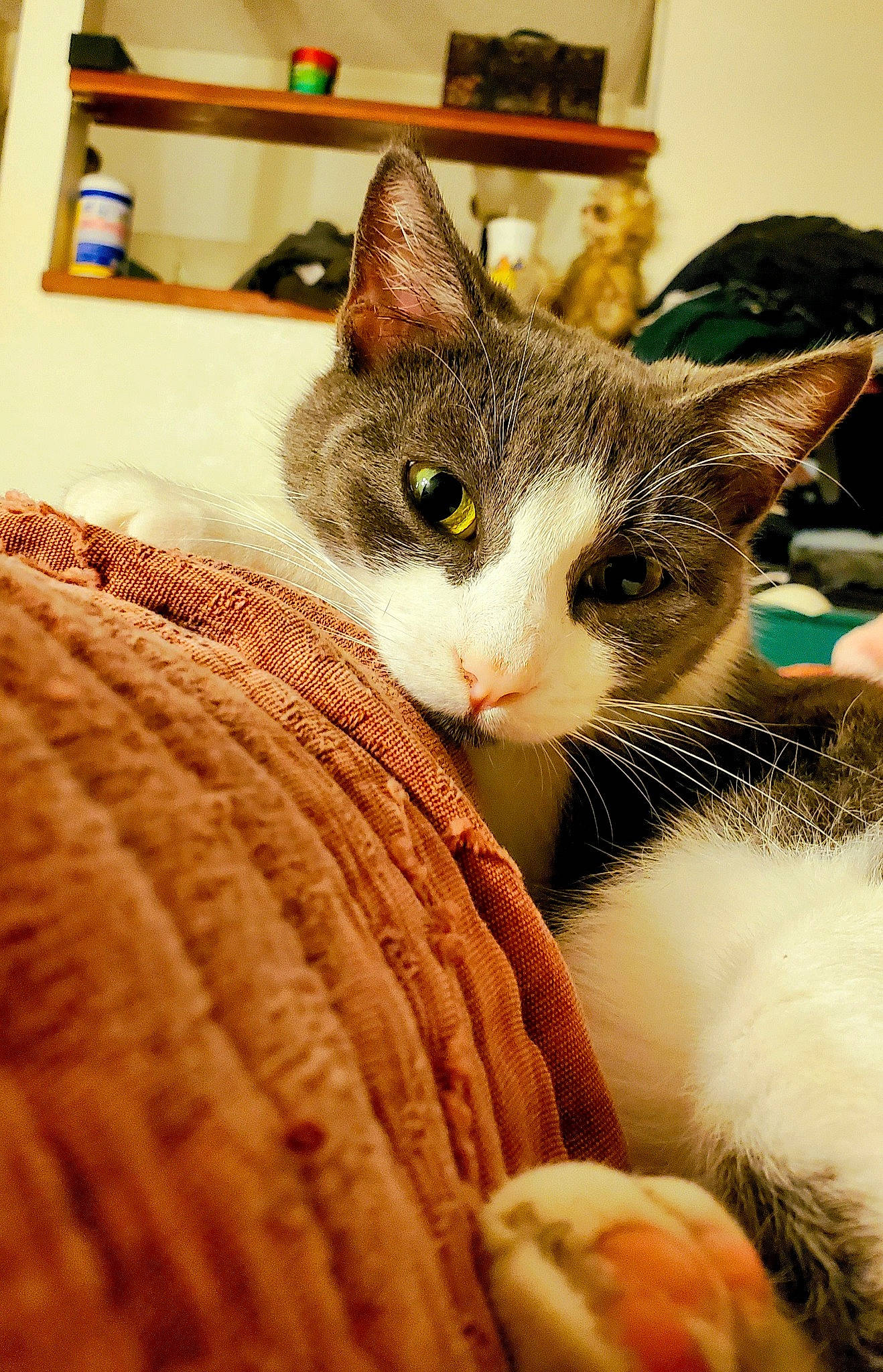 Stella is registered to the contest to win money with this photo: carnivore, cat, claw, comfort, domestic_short_haired_cat, ear, eye, eyelash, felidae, fur, linens, paw, small_to_medium_sized_cats, snout, tail, thread, vertebrate, whiskers, wood, wool