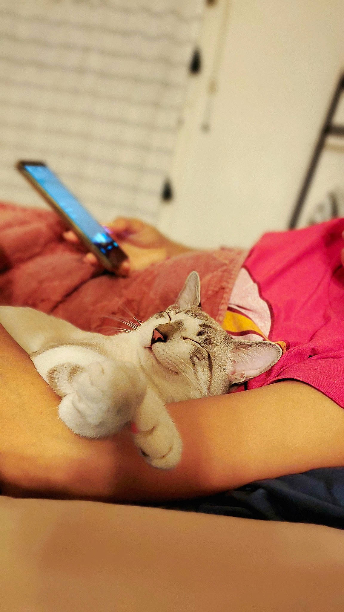 Whiskey joined the competition — help win amazing prizes! carnivore, cat, comfort, communication_device, ear, electric_blue, fawn, felidae, finger, fur, gadget, gesture, mobile_phone, nail, portable_communications_device, small_to_medium_sized_cats, thumb, whiskers, wood, wrist