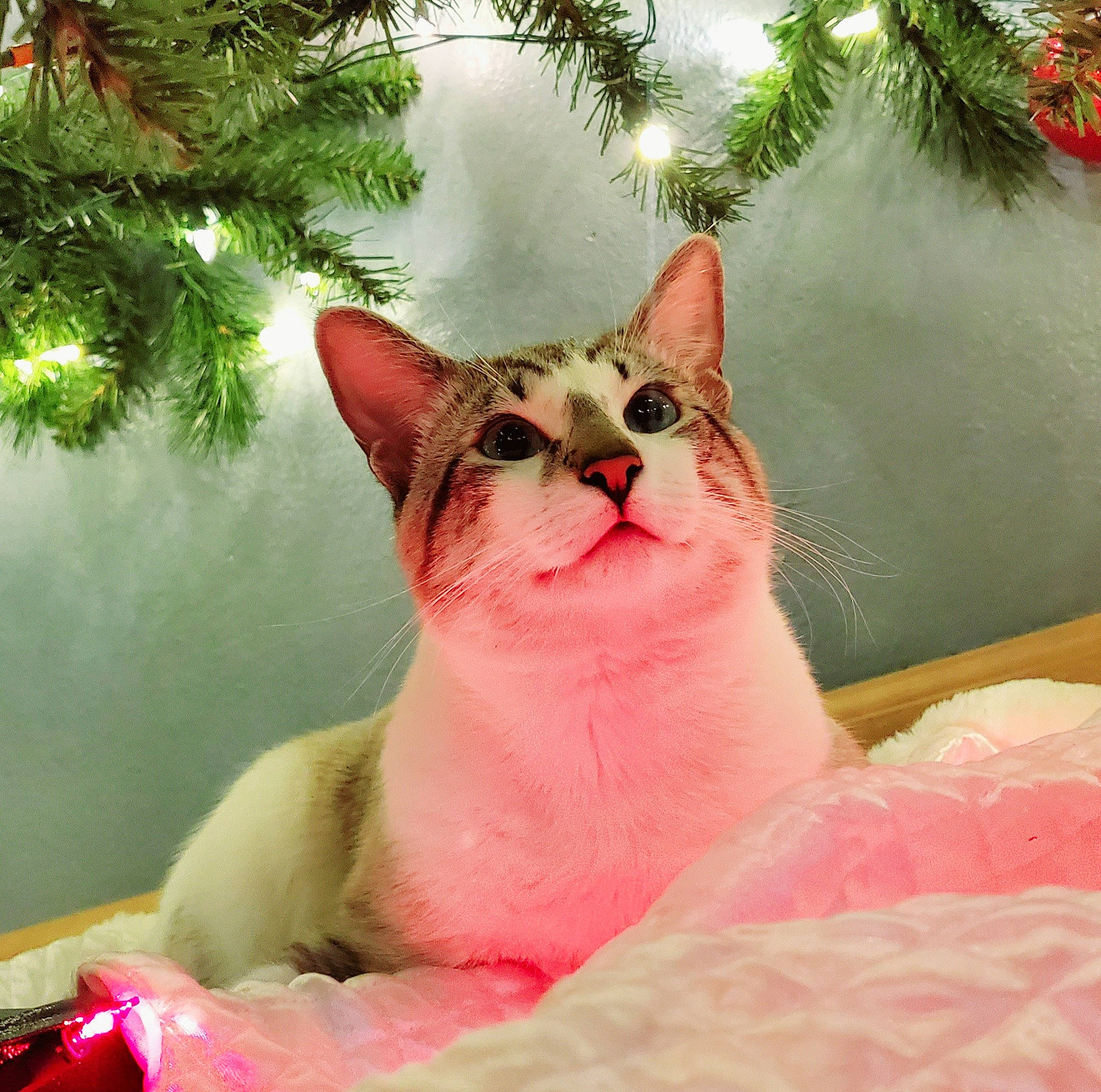 Whiskey joined the competition — help win amazing prizes! art, carnivore, cat, christmas_tree, conifer, event, evergreen, fawn, felidae, fur, grass, happy, holiday, light, morning, pink, small_to_medium_sized_cats, snout, tail, whiskers