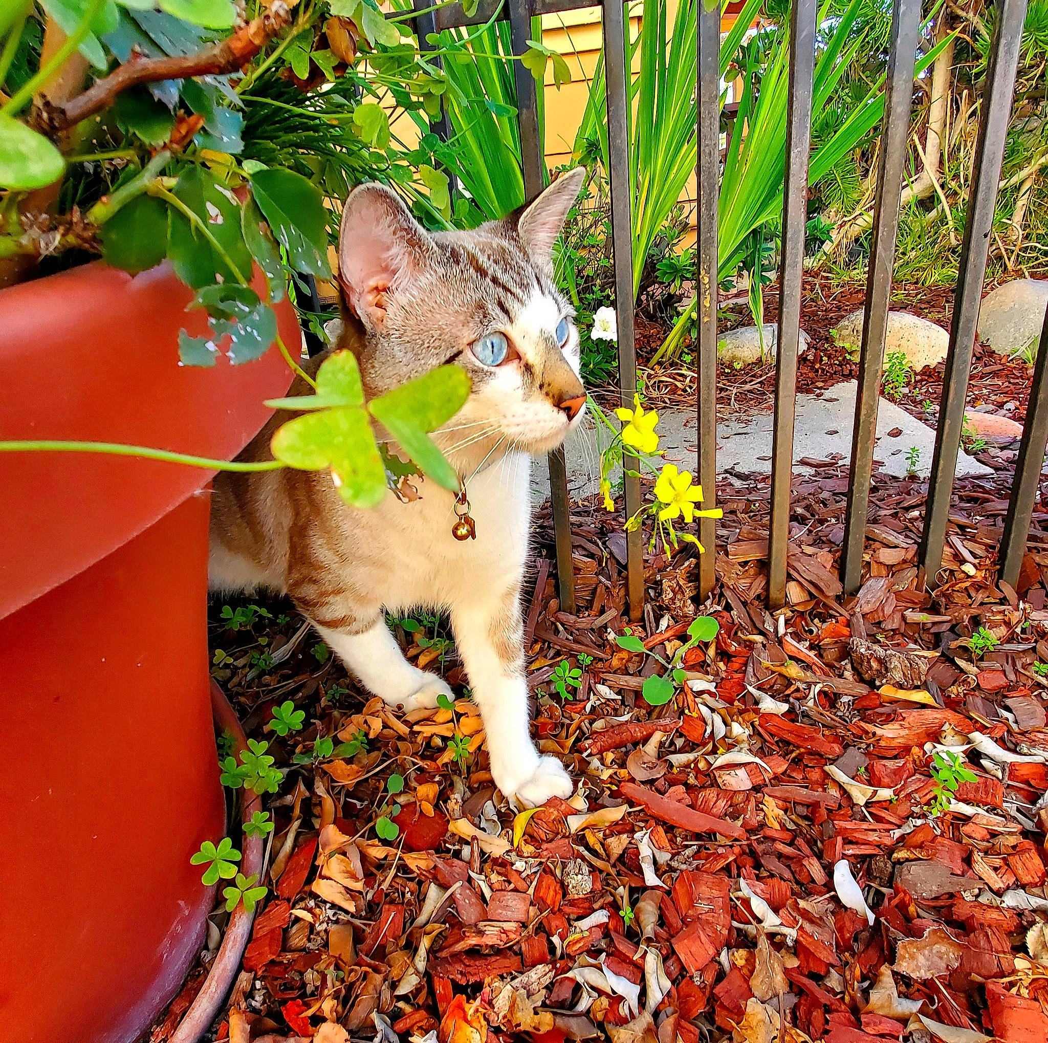 Whiskey is registered to the contest to win money with this photo: carnivore, cat, deciduous, domestic_short_haired_cat, fawn, felidae, fence, grass, groundcover, leaf, plant, small_to_medium_sized_cats, snout, soil, tail, terrestrial_plant, tree, trunk, whiskers, wood