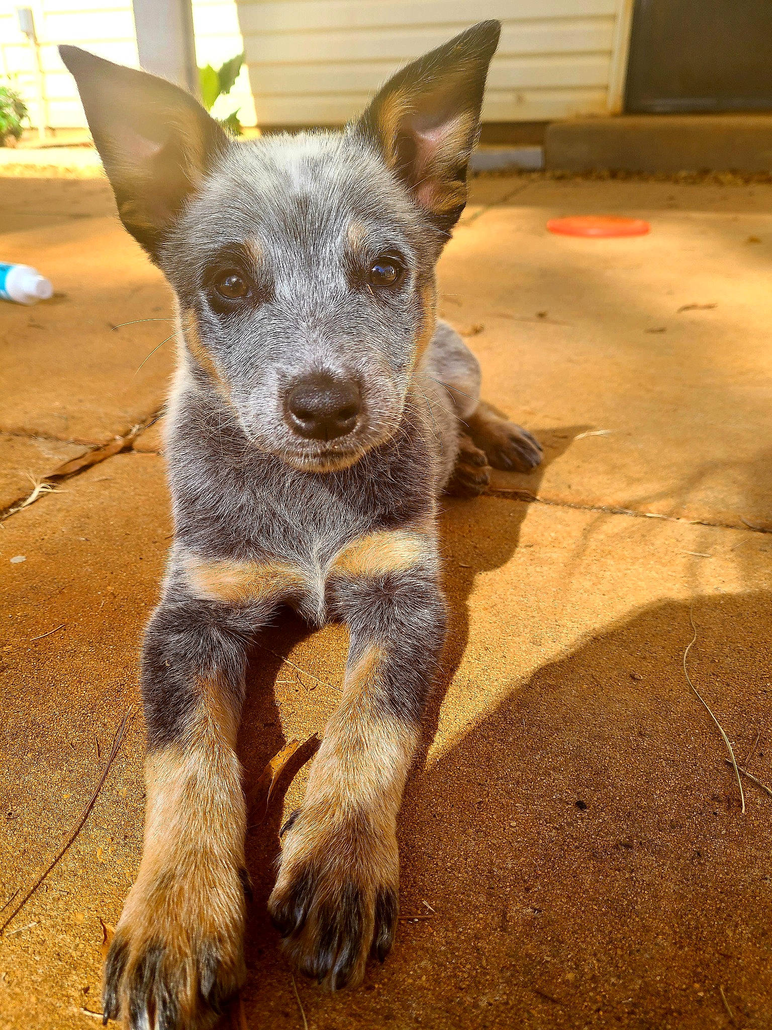 Charlee-lynn is registered to the contest to win money with this photo: australian_cattle_dog, australian_stumpy_tail_cattle_dog, canidae, carnivore, dog, dog_breed, fawn, herding_dog, koolie, mammal, rare_breed_dog, snout, street_dog, texas_heeler, vertebrate, working_dog