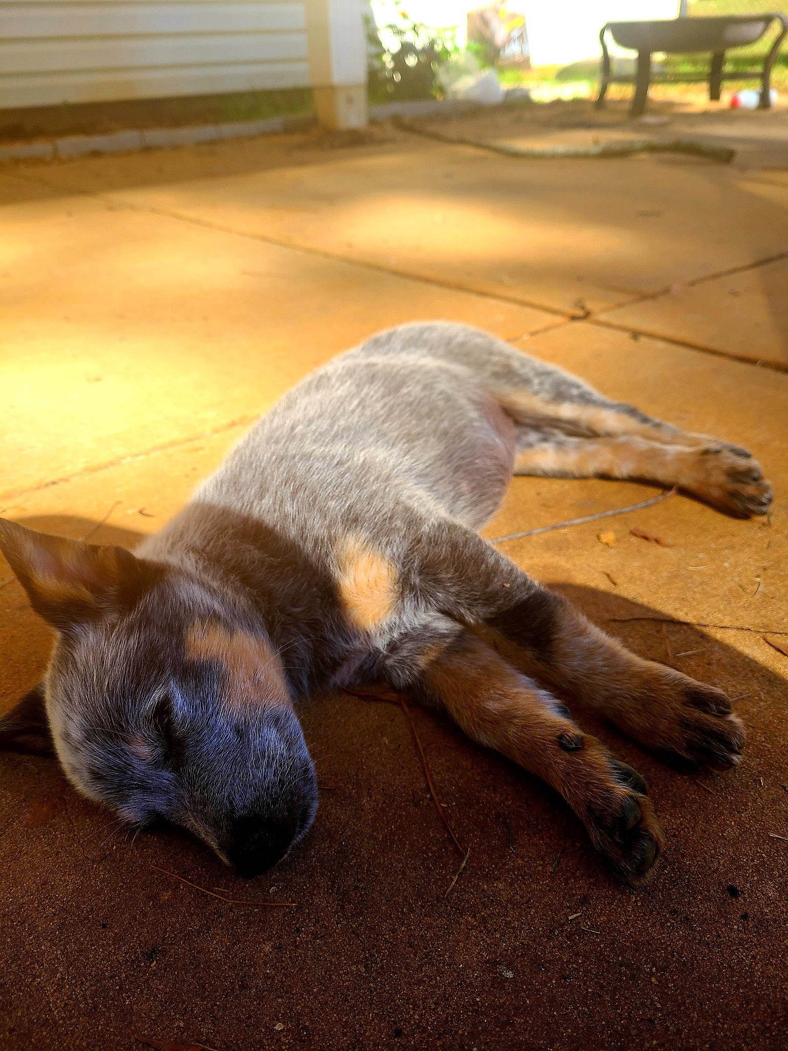 Charlee-lynn is registered to the contest to win money with this photo: canidae, carnivore, dog, dog_breed, fawn, mammal, snout, street_dog