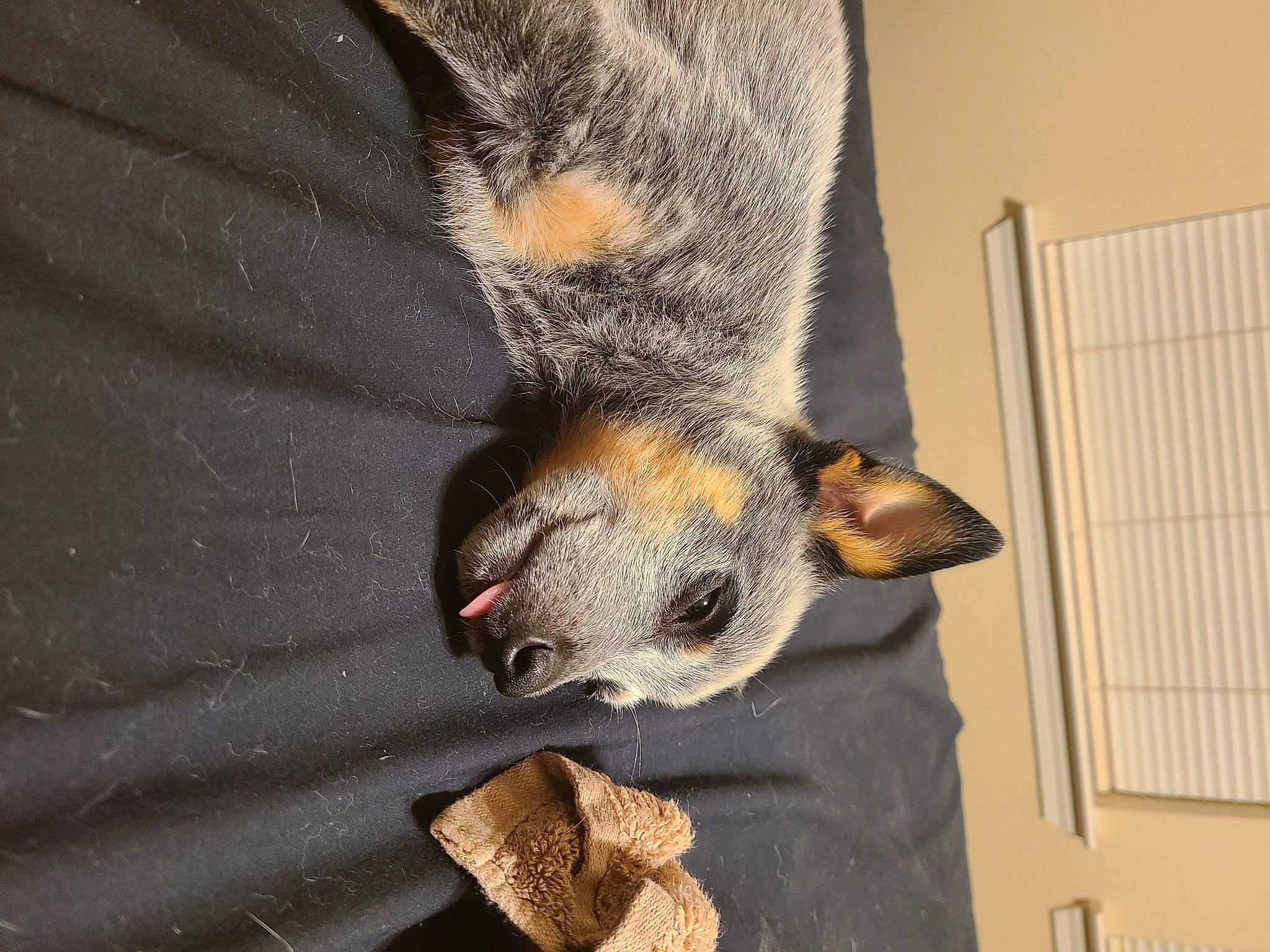 Charlee-lynn joined the competition — help win amazing prizes! canidae, carnivore, dog_breed, ear, fawn, mammal, marsupial, snout, vertebrate