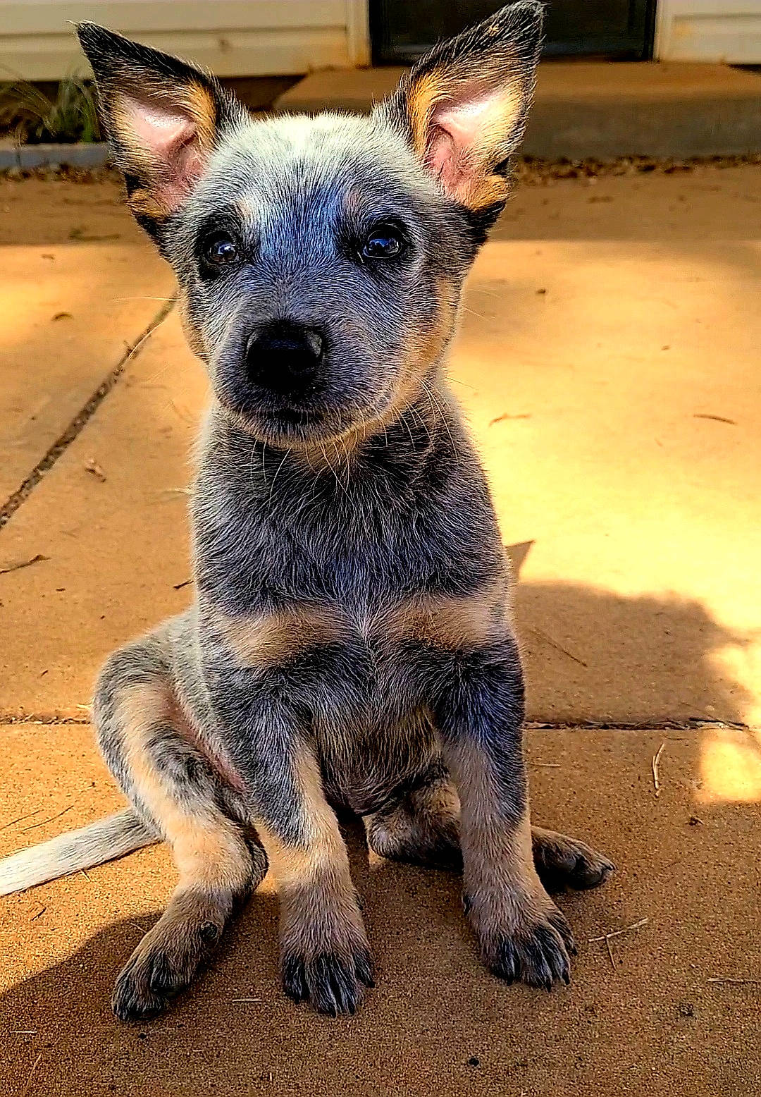 Charlee-lynn is registered to the contest to win money with this photo: australian_cattle_dog, australian_stumpy_tail_cattle_dog, canidae, carnivore, dog, dog_breed, koolie, mammal, puppy, rare_breed_dog, snout, texas_heeler, vertebrate, whiskers, working_dog