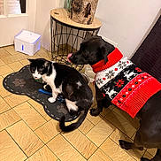 Darko a rejoint le concours — aidez-le/la à gagner de superbes lots ! animal, black_and_white_cat, black_dog, cat, cozy, curious, decor, dog, domestic, floor_tile, holiday_sweater, home, indoor, mat, paw_print, pet, sweater, table, tongue_out, wood_log