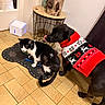 animal, black_and_white_cat, black_dog, cat, cozy, curious, decor, dog, domestic, floor_tile, holiday_sweater, home, indoor, mat, paw_print, pet, sweater, table, tongue_out, wood_log