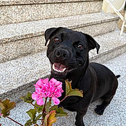 Darko participe au concours pour gagner de l'argent avec cette photo : dog, black_dog, flower, pink_flower, stairs, pet, happy, smiling, outdoor, plant, green_leaves, nature, animal, friendly, cute, canine, portrait, daylight, closeup, playful