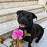 dog, black_dog, flower, pink_flower, stairs, pet, happy, smiling, outdoor, plant, green_leaves, nature, animal, friendly, cute, canine, portrait, daylight, closeup, playful