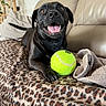 Darko participe au concours pour gagner de l'argent avec cette photo : dog, black_dog, tennis_ball, blanket, leopard_print, sofa, couch, indoor, pet, happy, smiling, tongue_out, paw, plant, cozy, domestic, furniture, relaxed, animal, playful
