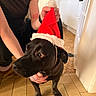 Darko participe au concours pour gagner de l'argent avec cette photo : animal, black_dog, brown_eyes, costume, cute, dog, festive, floor_tiles, hand, holding, holiday, household, human_interaction, indoor, kitchen, looking_away, person, pet, santa_hat, warm_lighting