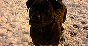 Darko a rejoint le concours — aidez-le/la à gagner de superbes lots ! adorable, animal, black_dog, canine, cold, companion, curious, dog, footprints, fur, ground, looking_up, night, outdoor, paw_prints, pet, playful, snow, tail, winter