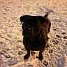 adorable, animal, black_dog, canine, cold, companion, curious, dog, footprints, fur, ground, looking_up, night, outdoor, paw_prints, pet, playful, snow, tail, winter