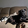 Darko participe au concours pour gagner de l'argent avec cette photo : animal, beige, black_and_white_cat, black_dog, cat, companion, couch, cozy, curious, dog, domestic, furniture, indoor, leather, living_room, pet, relaxed, resting, stretching, sunlight