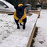 Darko participe au concours pour gagner de l'argent avec cette photo : dog, black_dog, yellow_jacket, snow, winter, outdoor, leash, running, pet, canine, snowy_ground, tree, car, hedge, sidewalk, cold, playful, animal, fur, daylight