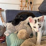Osiris a rejoint le concours — aidez-le/la à gagner de superbes lots ! black_dog, blanket, cat, companion, couch, cozy, curious, dog, furniture, home, indoor, kitten, living_room, pet, plant, plush_toy, resting, soft_texture, white_cat, wooden_floor