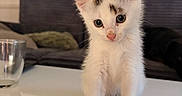 Osiris a rejoint le concours — aidez-le/la à gagner de superbes lots ! kitten, cat, white_fur, black_spots, cute, small, indoor, table, glass, sofa, cushion, furniture, pet, animal, curious, young, domestic, eyes, ears, nose