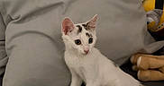Osiris participe au concours pour gagner de l'argent avec cette photo : alert, animal, black_patches, blanket, cat, cozy, cute, domestic_animal, feline, fur, gray, indoor, kitten, pet, pillow, plush_toy, resting, small, white_cat, young_animal