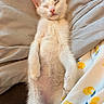 Osiris participe au concours pour gagner de l'argent avec cette photo : kitten, cat, sleeping, white_fur, black_markings, paw, blanket, soft, cozy, resting, cute, pet, animal, indoors, closeup, fur, relaxed, young, small, comfort