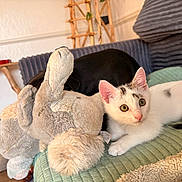 Osiris a rejoint le concours — aidez-le/la à gagner de superbes lots ! animal, black_dog, cat, couch, cozy, curious, cute, dog, domestic, furniture, indoor, kitten, living_room, pet, plush_toy, quilt, relaxed, resting, stuffed_animal, white_cat