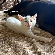 Osiris a rejoint le concours — aidez-le/la à gagner de superbes lots ! kitten, cat, dog, stretching, blanket, bed, indoor, pet, animal, fur, cozy, relaxing, cat_tree, paw_print, window, sunlight, sleepy, companion, cute, domestic