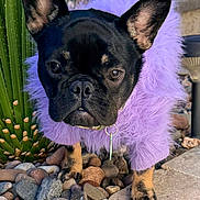 Lola is registered to the contest to win money with this photo: dog, french_bulldog, purple_sweater, pet_fashion, outdoor, cactus, rocks, close_up, canine, fur, black_dog, small_dog, portrait, animal, nature, ground, plant, desert, cute, pet