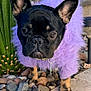 dog, french_bulldog, purple_sweater, pet_fashion, outdoor, cactus, rocks, close_up, canine, fur, black_dog, small_dog, portrait, animal, nature, ground, plant, desert, cute, pet