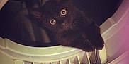 Tilly is registered to the contest to win money with this photo: animal, black_cat, claws, curious, cute, domestic_cat, dryer, exploration, feline, floor, household_appliance, indoor, kitten, lint_trap, metal, mischievous, pet, plastic, small_animal, wide_eyes
