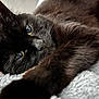 Tilly is registered to the contest to win money with this photo: animal, bed, black_cat, blanket, cat, close_up, cozy, cute, eyes, feline, fur, indoor, paw, pet, portrait, relaxed, sleepy, soft, stretching, whiskers
