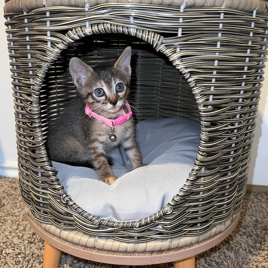 Peppa Pig joined the competition — help win amazing prizes! abyssinian, animal, basket, box, canine, cat, chair, crib, den, dog, doghouse, furniture, husky, indoors, kennel, kitten, manx, pet, siamese, wood