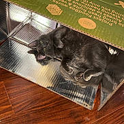 Sausage joined the competition — help win amazing prizes! cat, gray_cat, cardboard_box, reflective_surface, wooden_floor, indoor, pet, feline, curious, relaxed, animal, green_eyes, cozy, resting, shiny, box, home, domestic, cute, fur